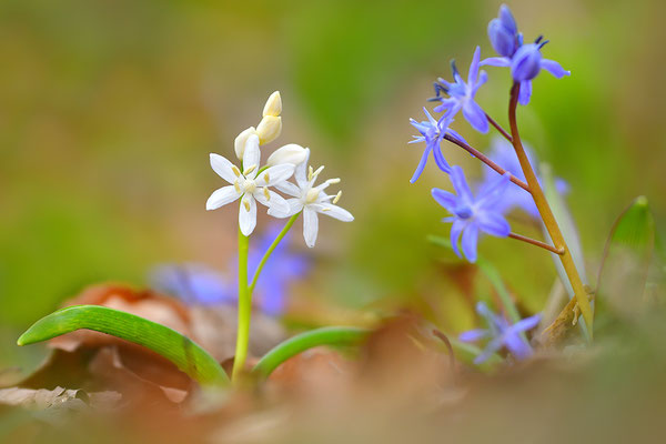 Blaustern weiße Form