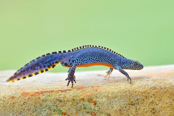 Bergmolch Männchen