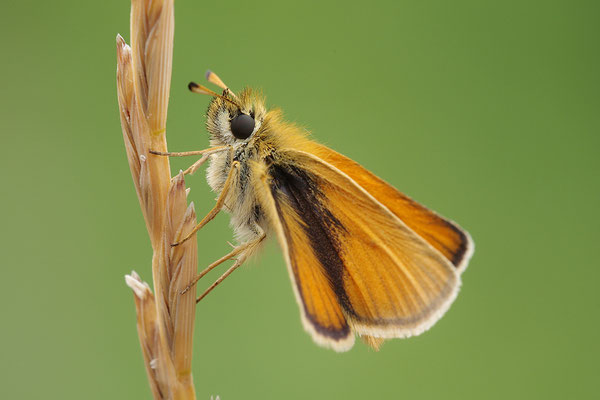 Rostroter Dickopffalter