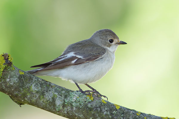 Halsbandschnäpper Weibchen
