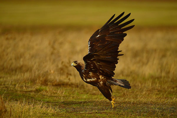 Kaiseradler