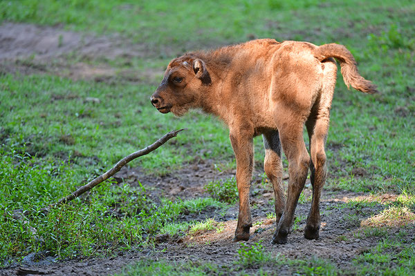 Wisent Jungtier