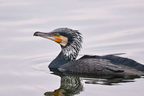 Kormoran