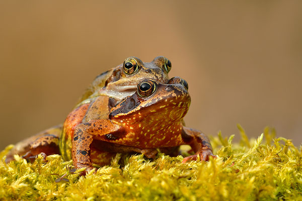 Grasfrosch Paar