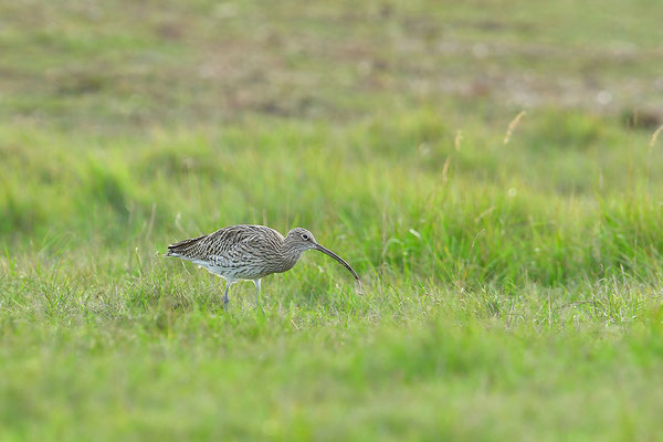 Großer Brachvogel