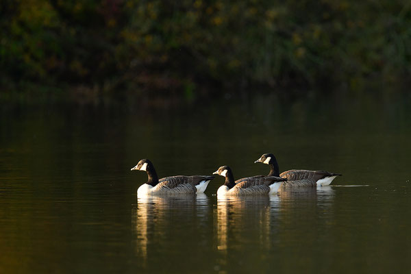 Kanadagänse im Abendlicht