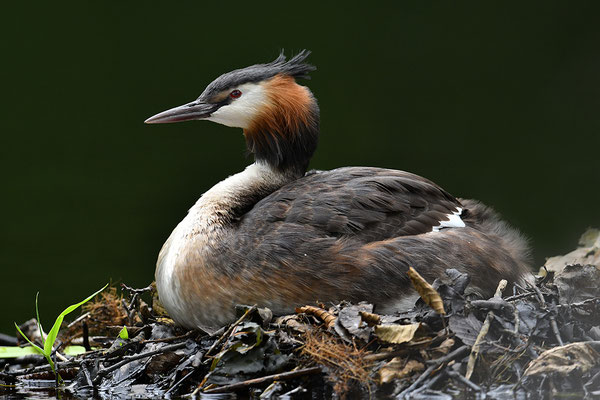 Haubentaucher mit Jungvögeln am Nest