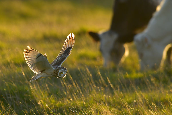 Sumpfohreule im Flug