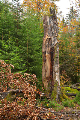 Urwald Nationalpark Eifel