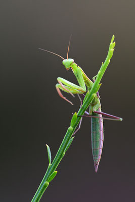 Gottesanbeterin subadult