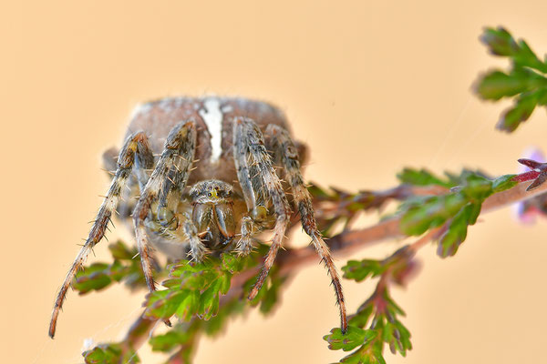 Gartenkreuzspinne