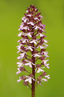 Purpurknabenkraut
