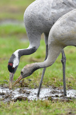 Kranich Alttier mit Jungvogel