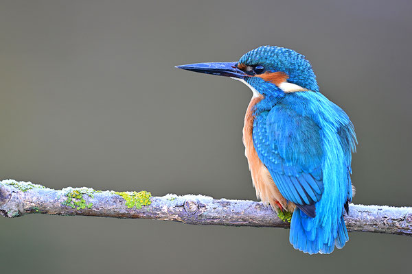 Eisvogel 