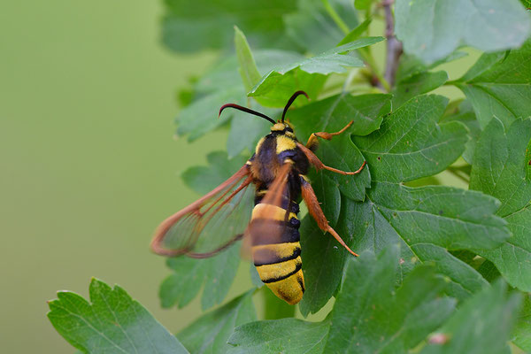 Hornissenglasflügler