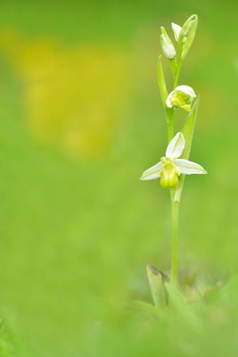 Gelbe Bienenragwurz flavescens