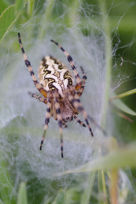 Eichblattradspinne