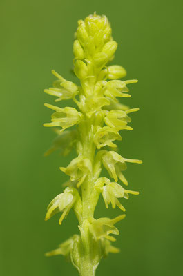 Honigorchis Detail