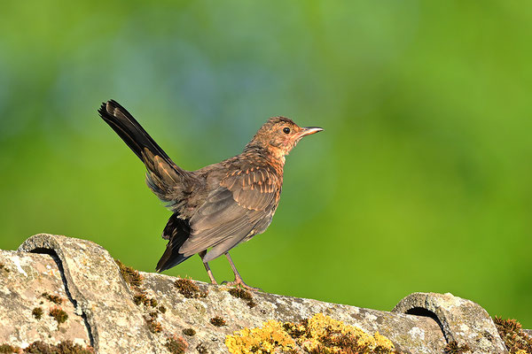 Amsel Jungvogel