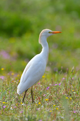 Kuhreiher