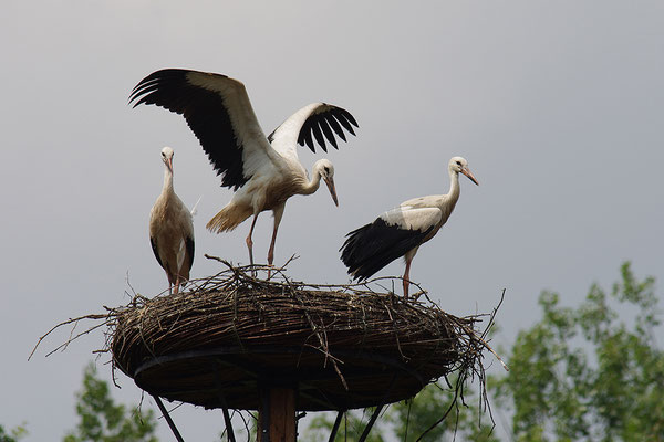 Weißstorch Jungvögel am Nest