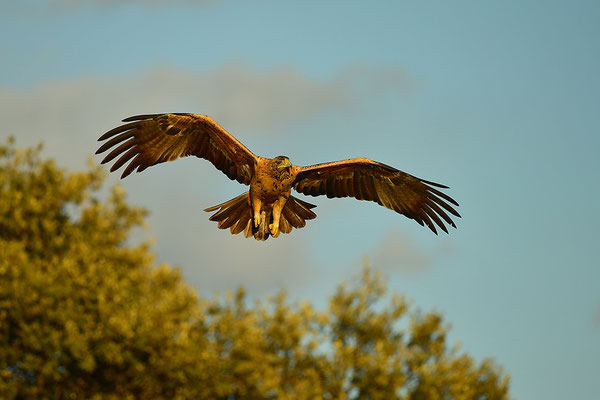 Kaiseradler Jungvogel
