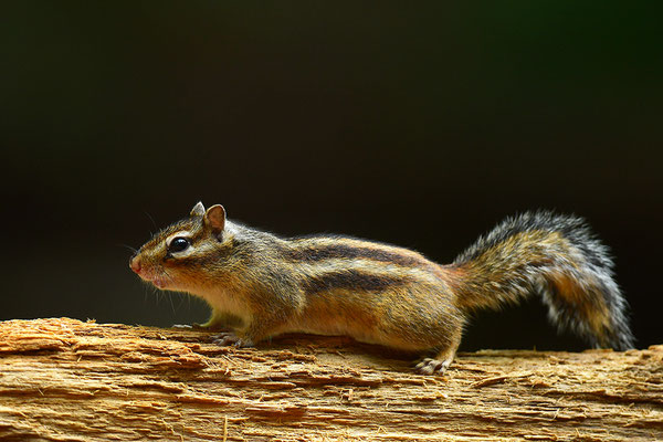Sibirisches Streifenhörnchen