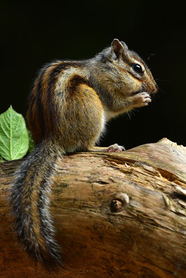 Sibirisches Streifenhörnchen