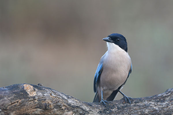 Blauelster
