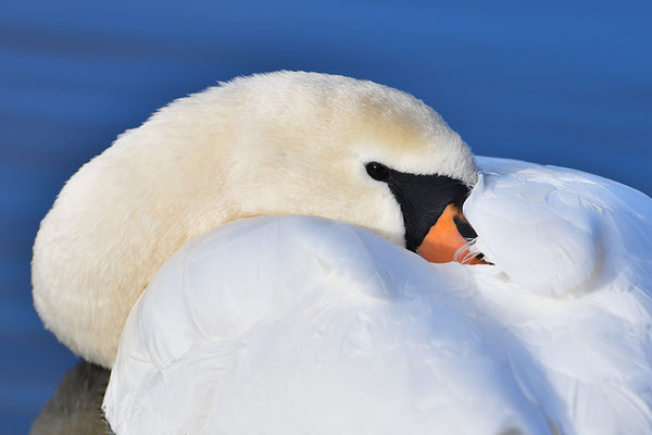 Höckerschwan