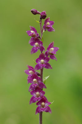 Braunrote Stendelwurz