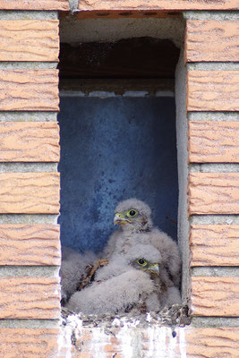 Turmfalke Jungvögel