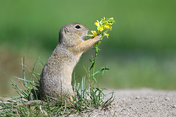 Ziesel
