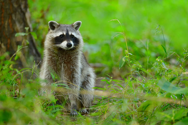 Waschbär