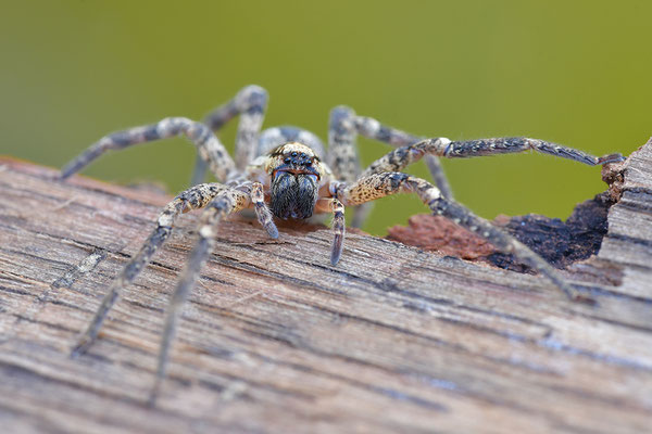 Nosferatu-Spinne Weibchen