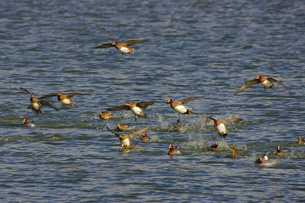 Pfeifenten im Flug