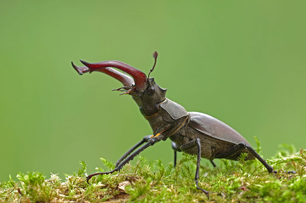 Hirschkäfer Männchen
