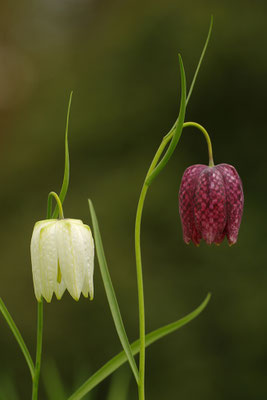 Schachbrettblume