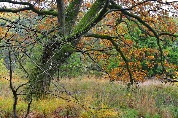 Nationalpark Jasmund