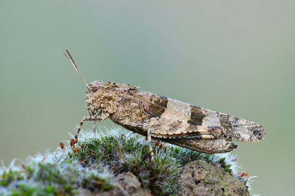 Blauflügelödlandschrecke
