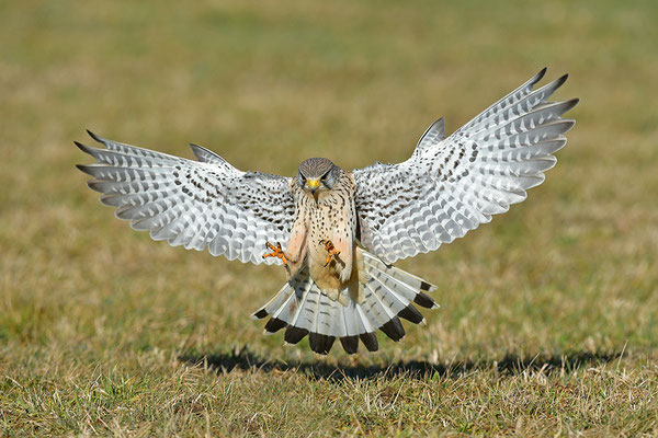 Turmfalke im Anflug