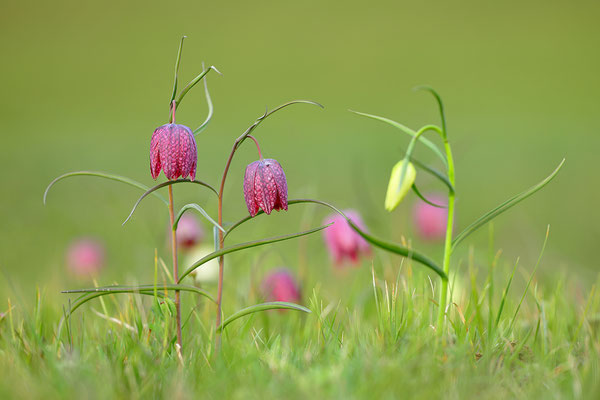 Schachbrettblume