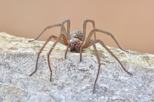 Große Winkelspinne, Hauswinkelspinne