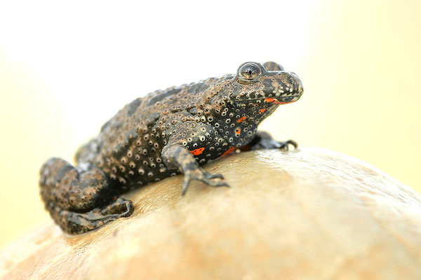 Rotbauchunke
