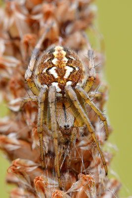 Kreuzspinne