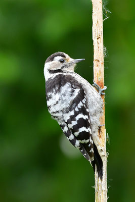 Kleinspecht Jungvogel