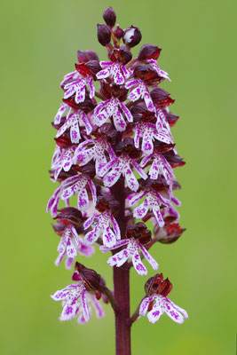 Purpurknabenkraut