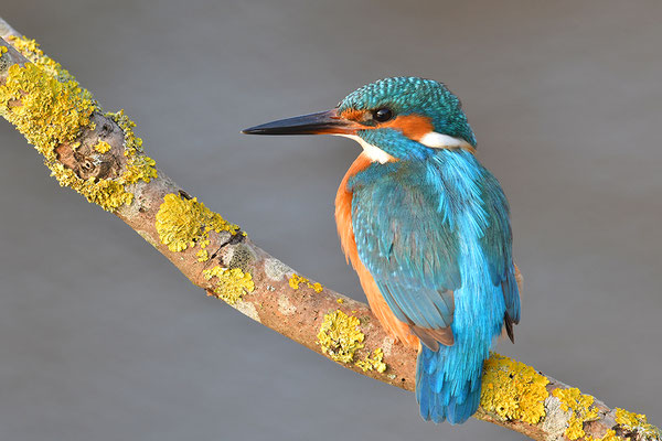 Eisvogel