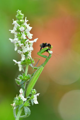 Gottesanbeterin Weibchen frisst eine Hummel