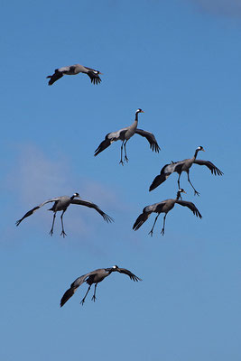 Kraniche im Flug